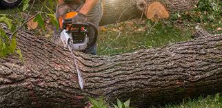 How Our Tree Care Process Works  in  Vero Beach, FL