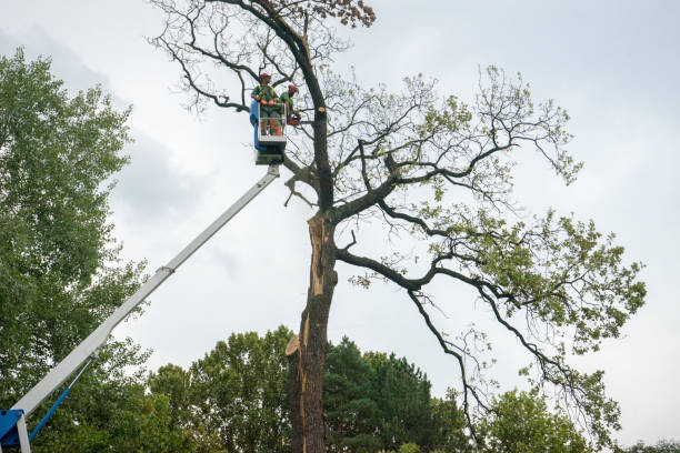 Seasonal Cleanup (Spring/Fall) in Vero Beach, FL