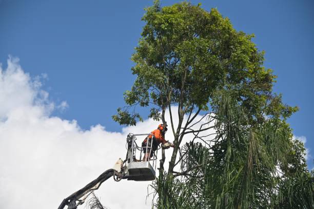 Mulching Services in Vero Beach, FL