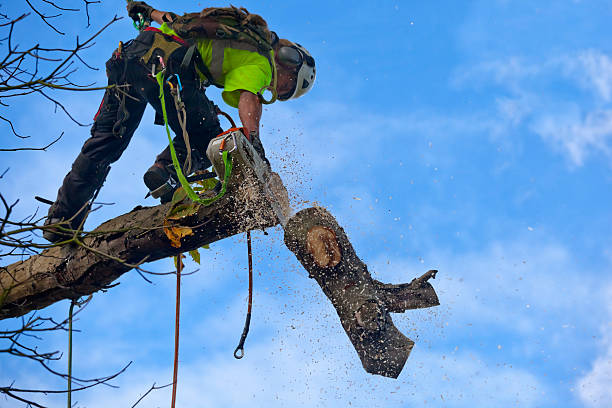 Vero Beach, FL Tree Removal Services Company